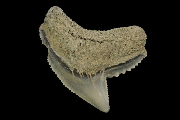Fossil Tiger Shark (Galeocerdo) Tooth - Aurora, NC #179045